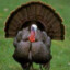 Gobble