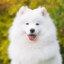 Samoyed