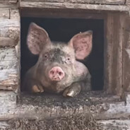 А можно,Будласка