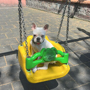 Dobby Steam avatar