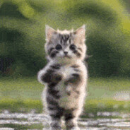Kitten