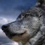 Wolf Totem