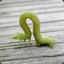 Inchworm