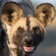 wildDog