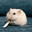 ❄=White_hamster=❄