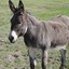 Deformed_Donkey