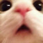 Sadcat