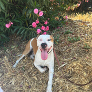 𝖑𝖔𝖗𝖊𝖓𝖆