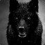 BlackWolf