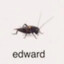 Edward