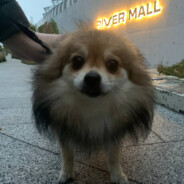 chiromy