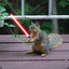 Padawan Squirrel