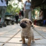 带你吃番茄酱