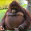 orangutan