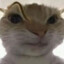 BigCoolSusCat