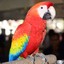 21 Parrots