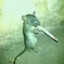 Rat