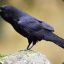 Farty Raven