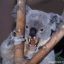 Drop Bear