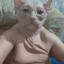 Chudo