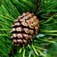 The official pine cone