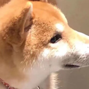 洛梓尘