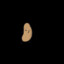Potato