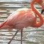 flamingoPOG