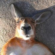 小尼古拉斯、赵四