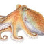 Octodad