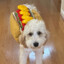 perro completo