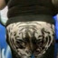 Zhopa Tigra