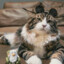 AppleCat