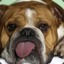 bulldog