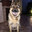 dogwater