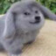 doggit