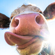 Gospodarzミ★ n e g e v ★彡