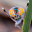 ᴿᴺᴳ Peacock Spider