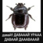 Навозный жук