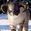 Fus Ro CAT!
