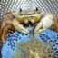 crusader_crab_69