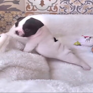 Freakypibble