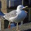 Sassy Seagull