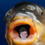 Kurenfenkel