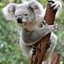 koala