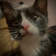 я и бал принцесс