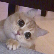 werdoxx - steam id 76561199352953182