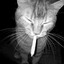 Toothache's avatar