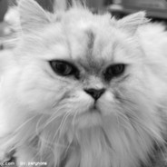 杭州余杭区吴彦祖