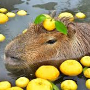 Capivara